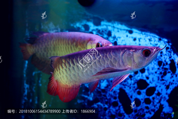 靜若處子的龍魚