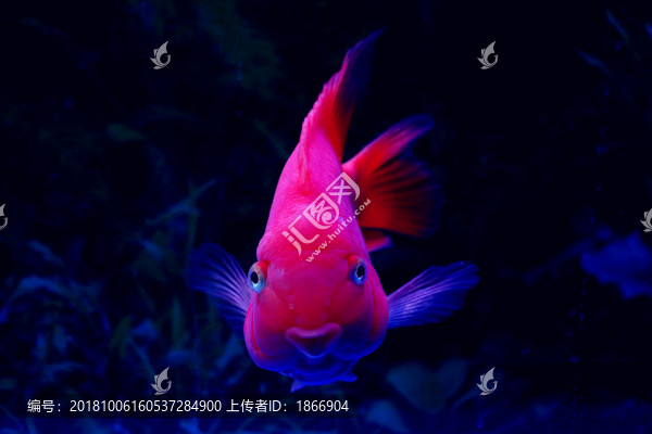 優(yōu)雅的鸚鵡魚