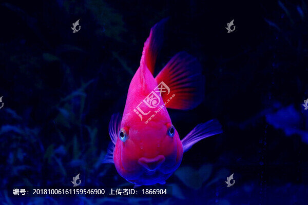 可愛的鸚鵡魚