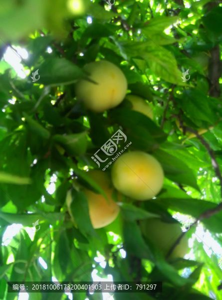 李子