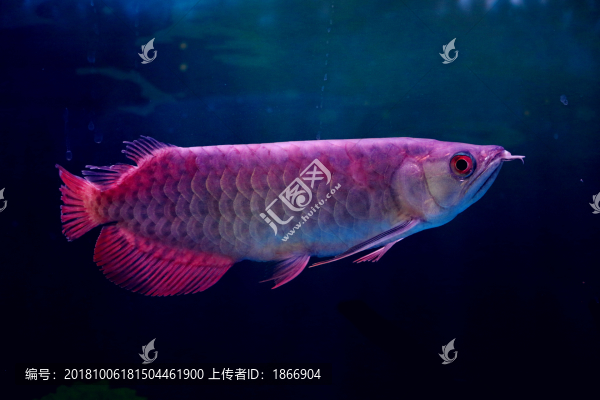 銀龍魚的王者風(fēng)范