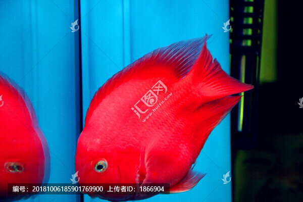 招人喜歡的血鸚鵡