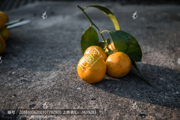 蜜桔