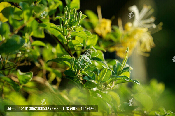 金銀花