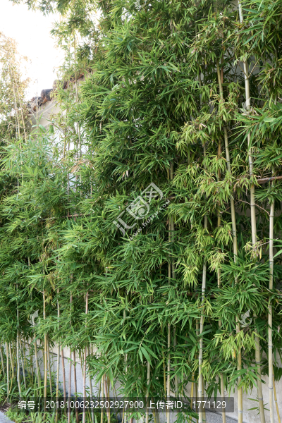 小竹林