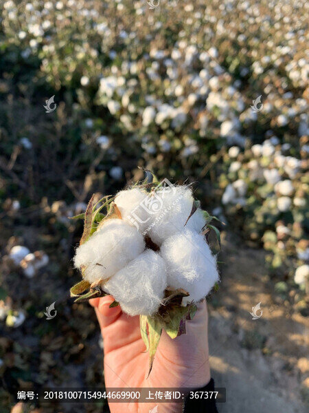 摘棉花