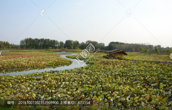 荷塘風(fēng)景