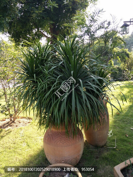 花卉
