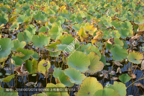 殘荷