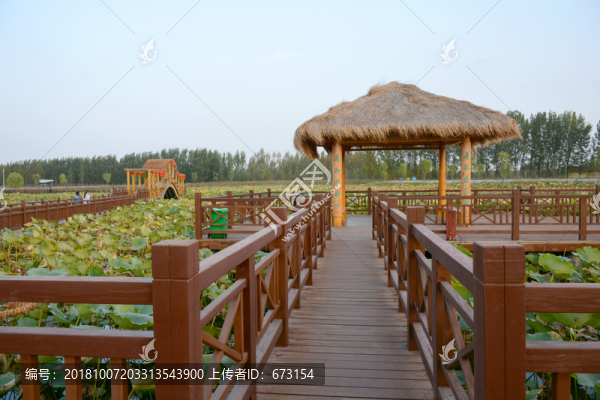 荷塘風(fēng)景