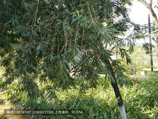 柳樹
