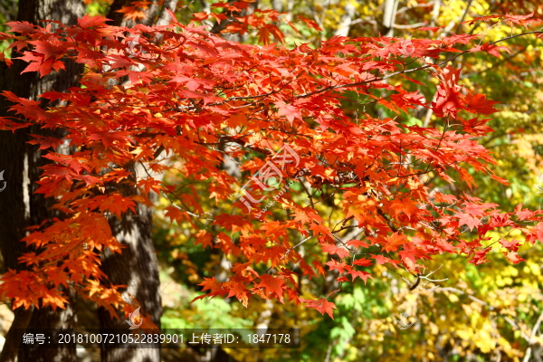 紅葉