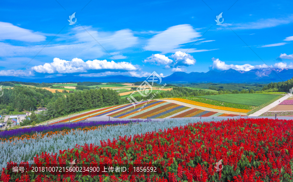 日本北海道花海