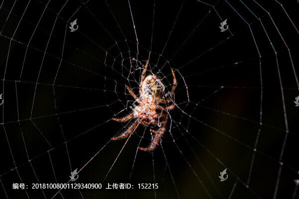 蜘蛛