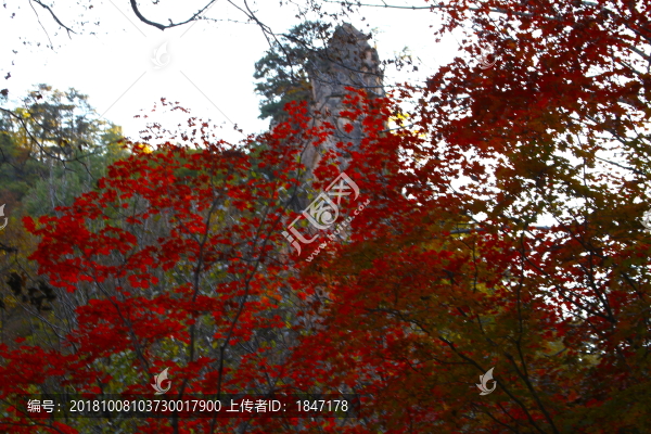 紅葉
