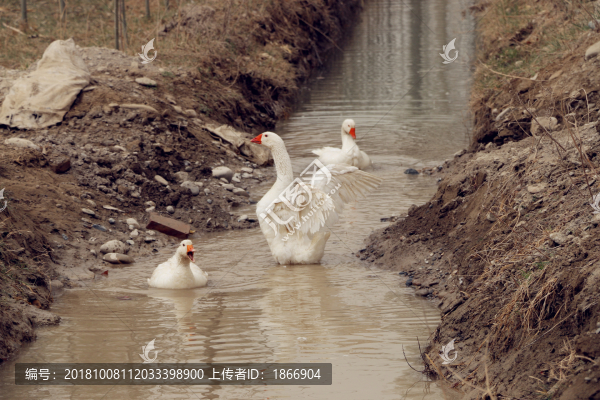 水渠里的大白鵝優(yōu)哉游哉
