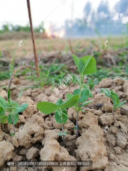 菜苗