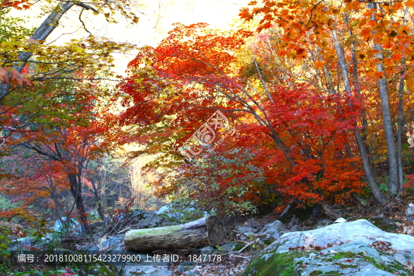 紅葉