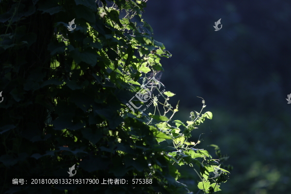 森林