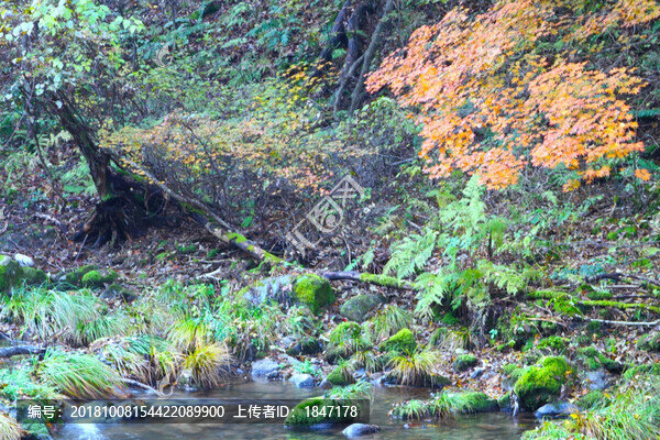 溪水苔蘚楓葉