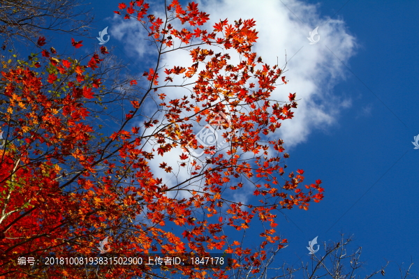 紅葉藍(lán)天