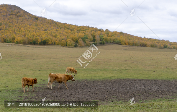 自然風(fēng)景