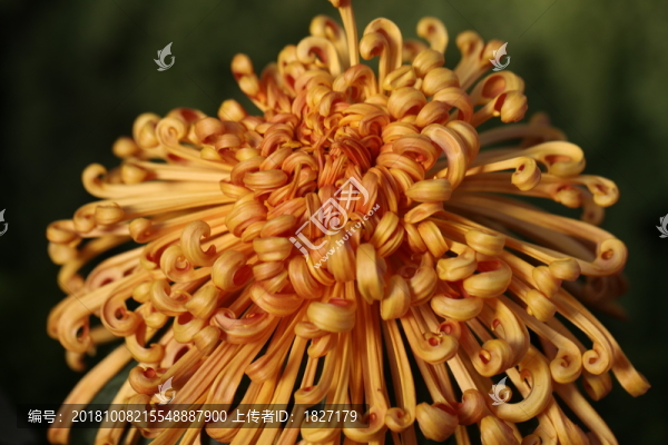 菊花