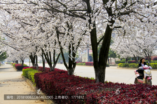 城市風(fēng)光櫻花
