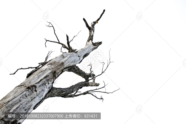 枯樹