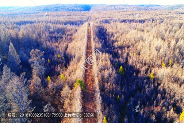 晚秋樹林山路