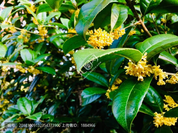 桂花