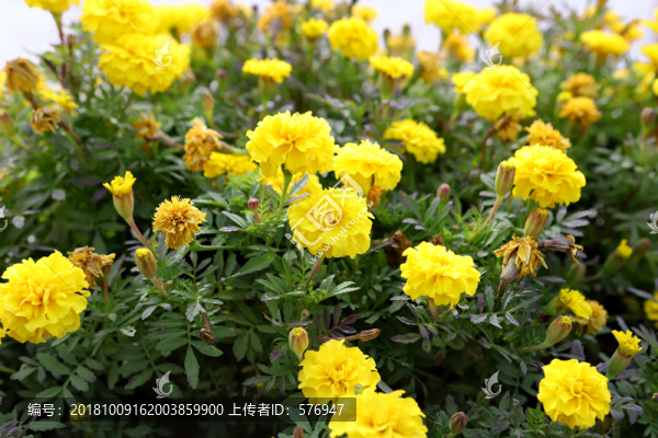黃色的花