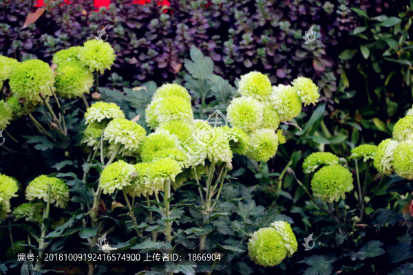 不是偏愛菊此花開盡更無花