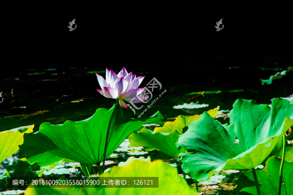 荷花