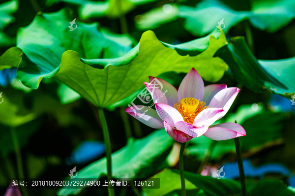 荷花