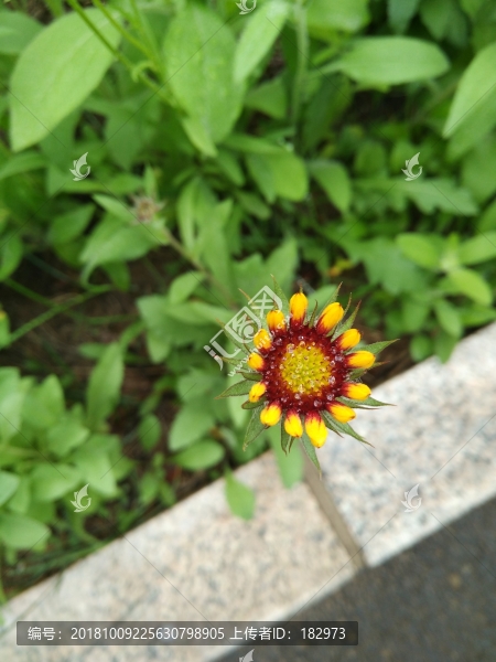 天人菊一朵