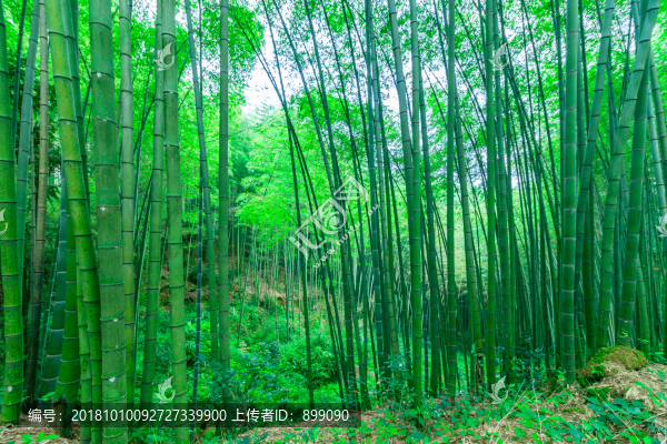 綠竹