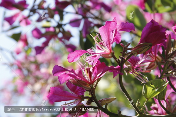 紫荊花