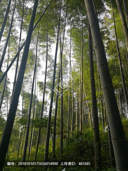 毛竹林