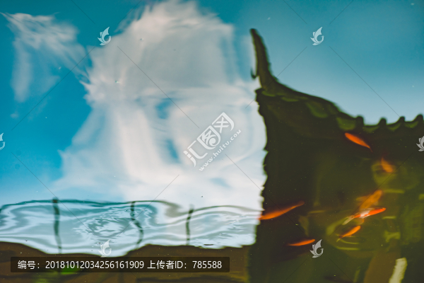 錦鯉
