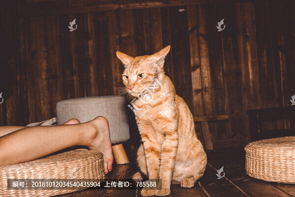 橘貓