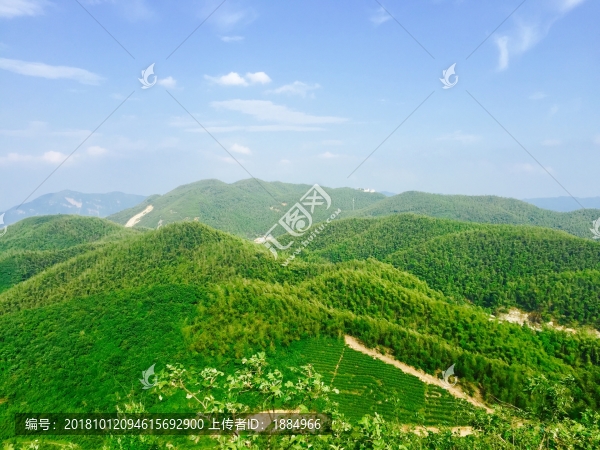 高山有機(jī)綠茶園