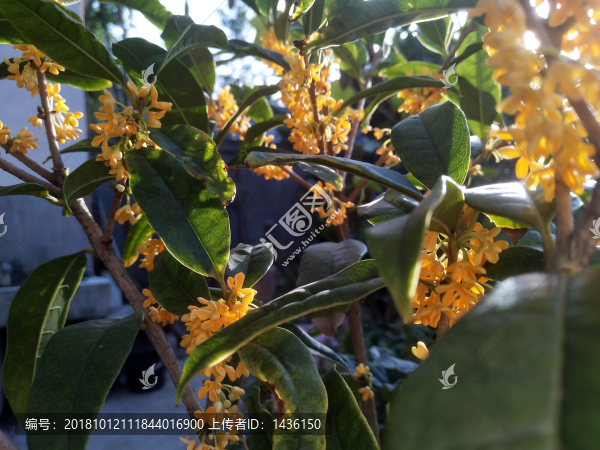 桂花