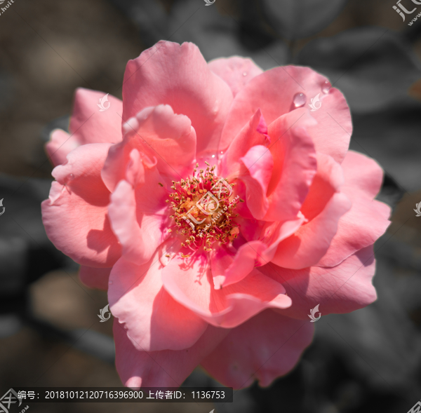 一朵月季花