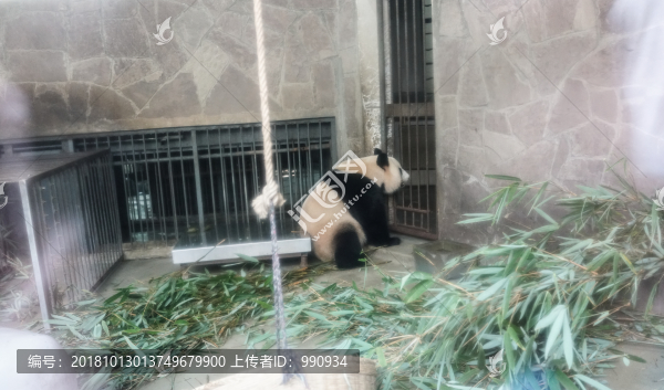 成都大熊貓繁育基地