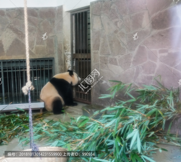 成都大熊貓繁育基地