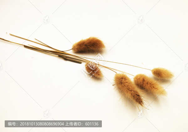 干草背景實拍