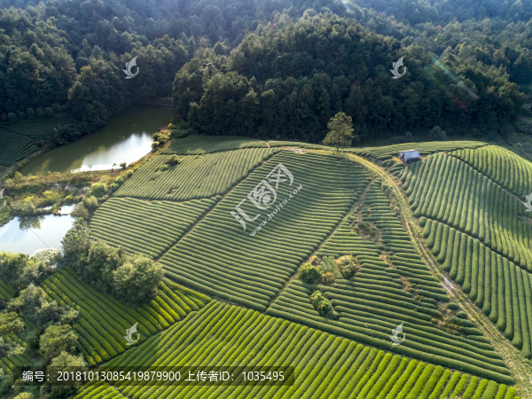 茶園風(fēng)光