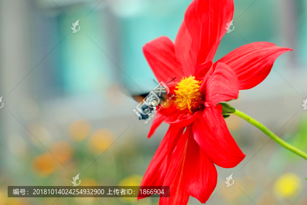 盤(pán)旋于花叢的蜂鳥(niǎo)蛾