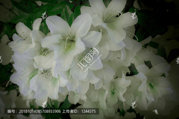 小花